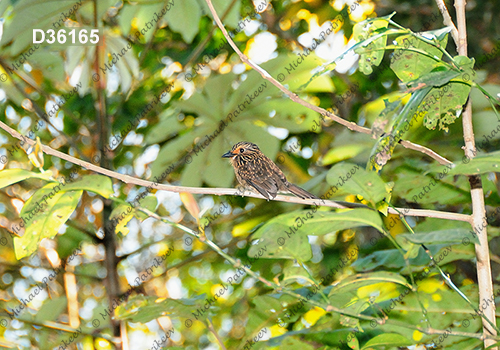 Crescent-chested Puffbird (Malacoptila striata)